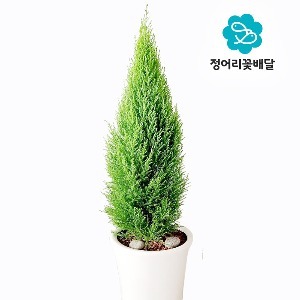 [정어리꽃배달] 대형 율마 관엽식물