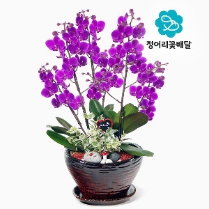 [정어리꽃배달] 특고급형 만천홍 서양난