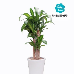 [정어리꽃배달] 중형 행운목 관엽식물