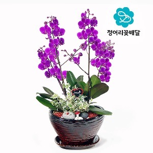 [정어리꽃배달] 고급형 만천홍 서양난