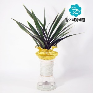 [정어리꽃배달] 일반형 대훈 동양난