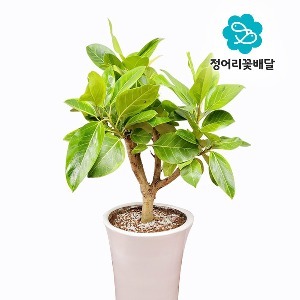[정어리꽃배달] 중형 뱅갈고무나무 관엽식물