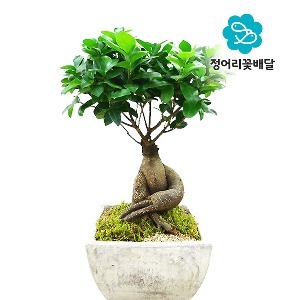 [정어리꽃배달] 일반형 인삼벤자민 관엽식물