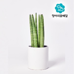 [정어리꽃배달] 택배배송 스투키 소형 관엽식물