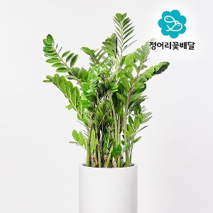 [정어리꽃배달] 택배배송 금전수 대형 관엽식물