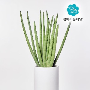 [정어리꽃배달] 택배배송 스투키 대형 관엽식물