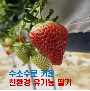 홍희딸기 - 에어돔 하우스에서 수소수농법을 이용해서 키운 친한경 유기농 딸기  600g, 1.2kg