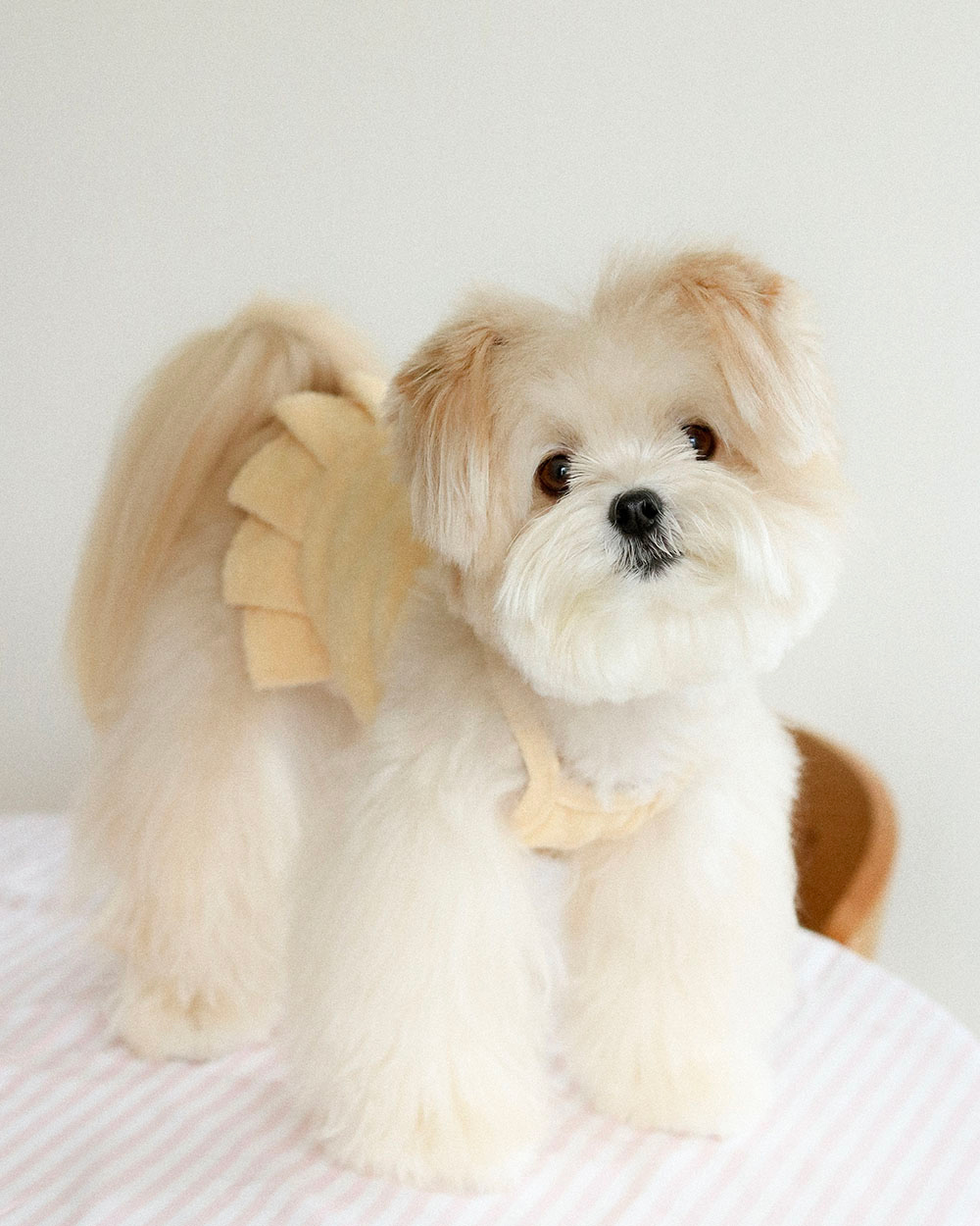 アクセサリー商品画像-S6L1