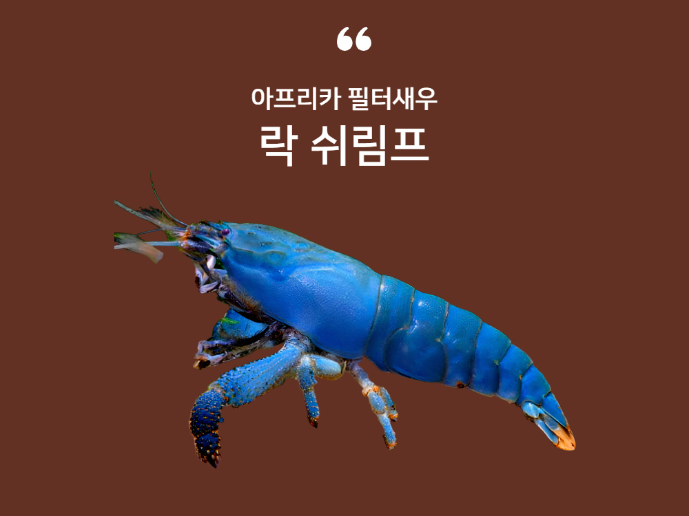 악세사리 네이비블루 색상 이미지-S11L2