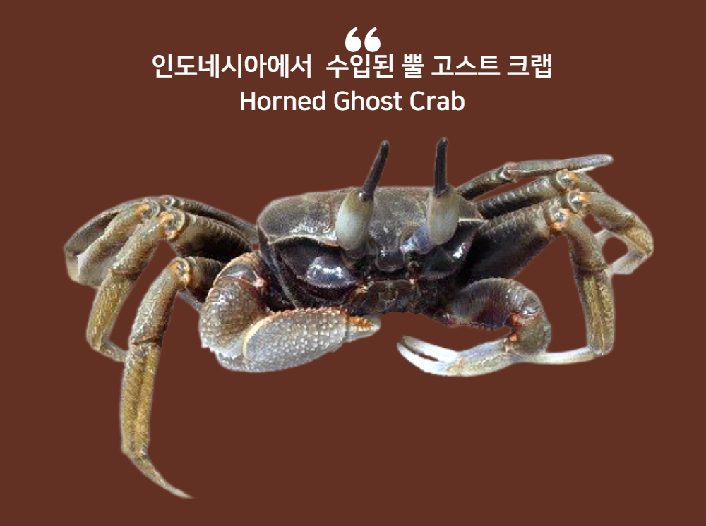악세사리 오트밀 색상 이미지-S6L2