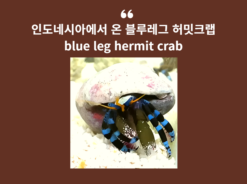 악세사리 카키 색상 이미지-S6L2