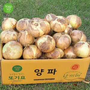 무안 양파 10kg 최상품(특대) 산지직송 대용량 식당 업소용 국산 햇양파